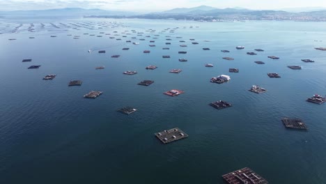 aerial drone view of mussel rafts o the sea in pontevedra, spain