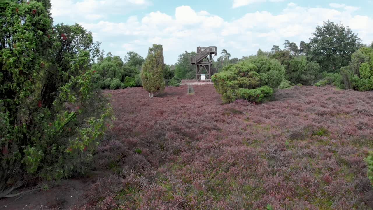 네덜란드 국립공원 de meinweg에 피는 보라색 헤더의 공중 - 4k 무인 항공기 영상