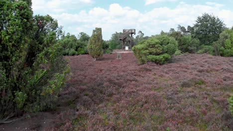 Aerial-of-blooming-purple-heather-in-Nationalpark-De-Meinweg,-Netherlands---4k-Drone-footage