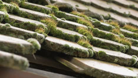 Close-up-Of-green-Moss-growing-on-top-of-a-Roof