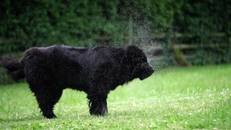 big wet black fluffy newfoundland dog shakes his fur coat after playing in the water and water sprays everywhere from the shake in slow motion in green grass field garden