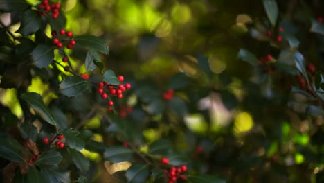 holly-tree-with-red-berries-1080p-30fps-slowmo