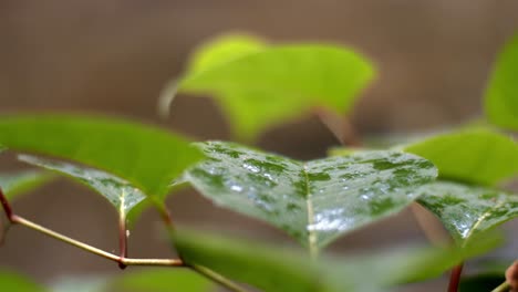 nature leaves with rain side close up shot