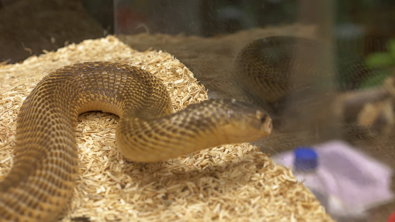 An Inland Taipan Oxyuranus microlepidotus, a highly venomous snake is twisting and turning inside a terrarium in a zoo in Bangkok, Thailand