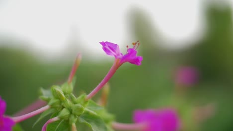 Pink-flower-of-agriculture-with-shallow-of-the-field