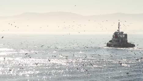 Remolcador-Atravesando-Bandada-De-Aves-Marinas