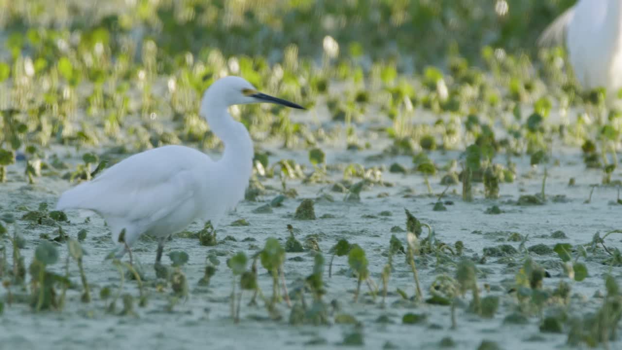 эгреты, блуждающие по болотам и растительности на озере флориды.