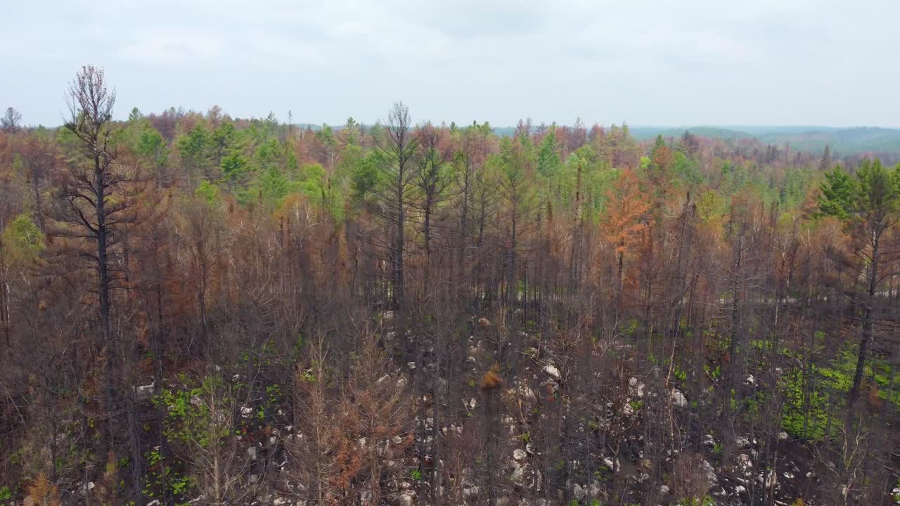 vista aérea de árboles carbonizados en el desierto desde incendios forestales en toronto, canadá
