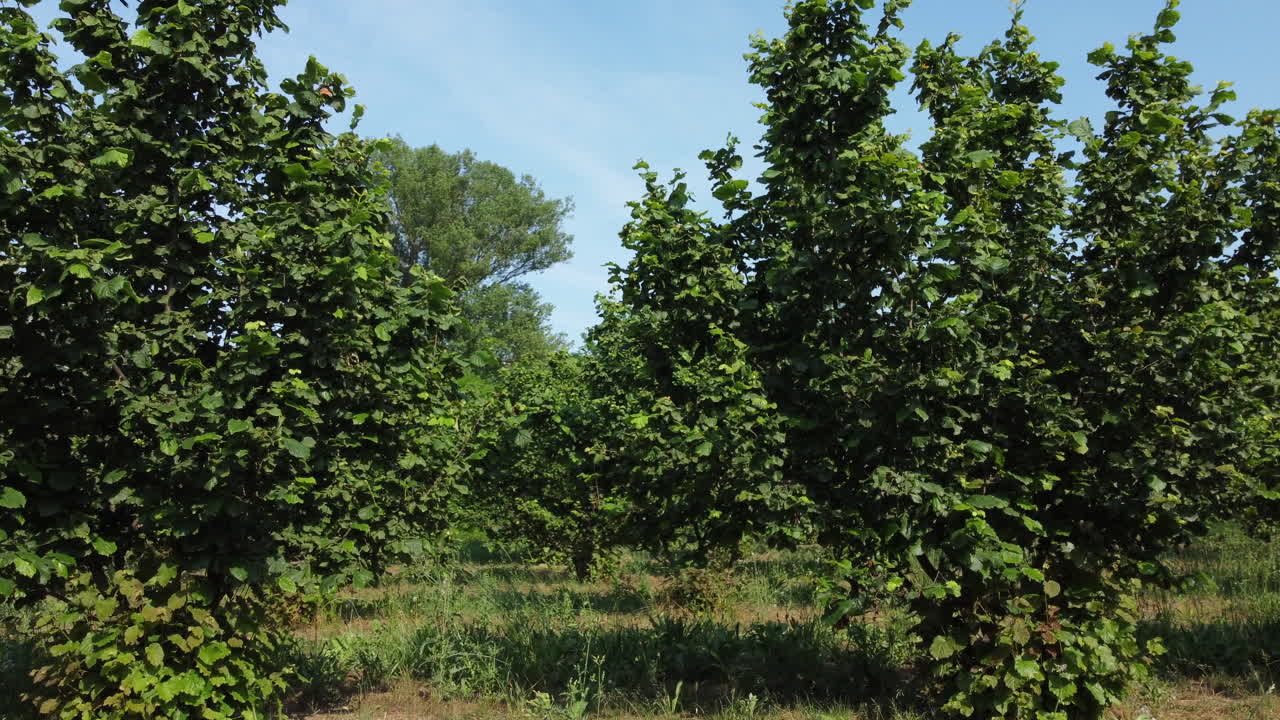 Veld voor biologische hazelnootteelt