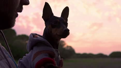 dog with clothes put in the arms of a man and in the background the orange sunset in slow motion