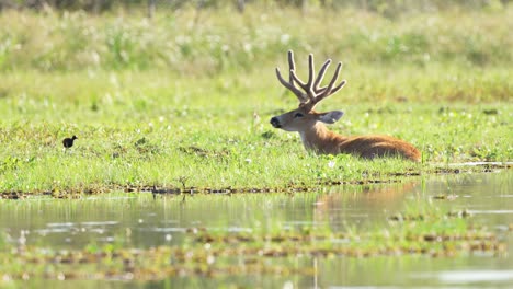 Low-Angle-Shot-Sumpfhirsch,-Der-Im-Seichten-Wasser-Des-Sumpfes-Liegt