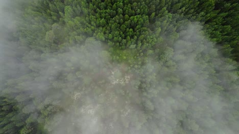 whispy clouds hang over lush green woods