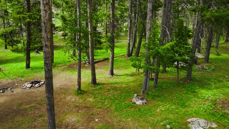 volando a través de un exuberante bosque verde en el centro de wyoming durante el verano