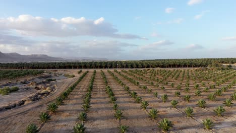 Súper-Extraíble-Del-Hombre-Con-Estatua-De-Alas,-El-Campo-De-Palmeras-Y-El-Desierto,-Hasta-La-Vista-De-La-Costa-Del-Mar-Muerto,-Disparo-De-Drones