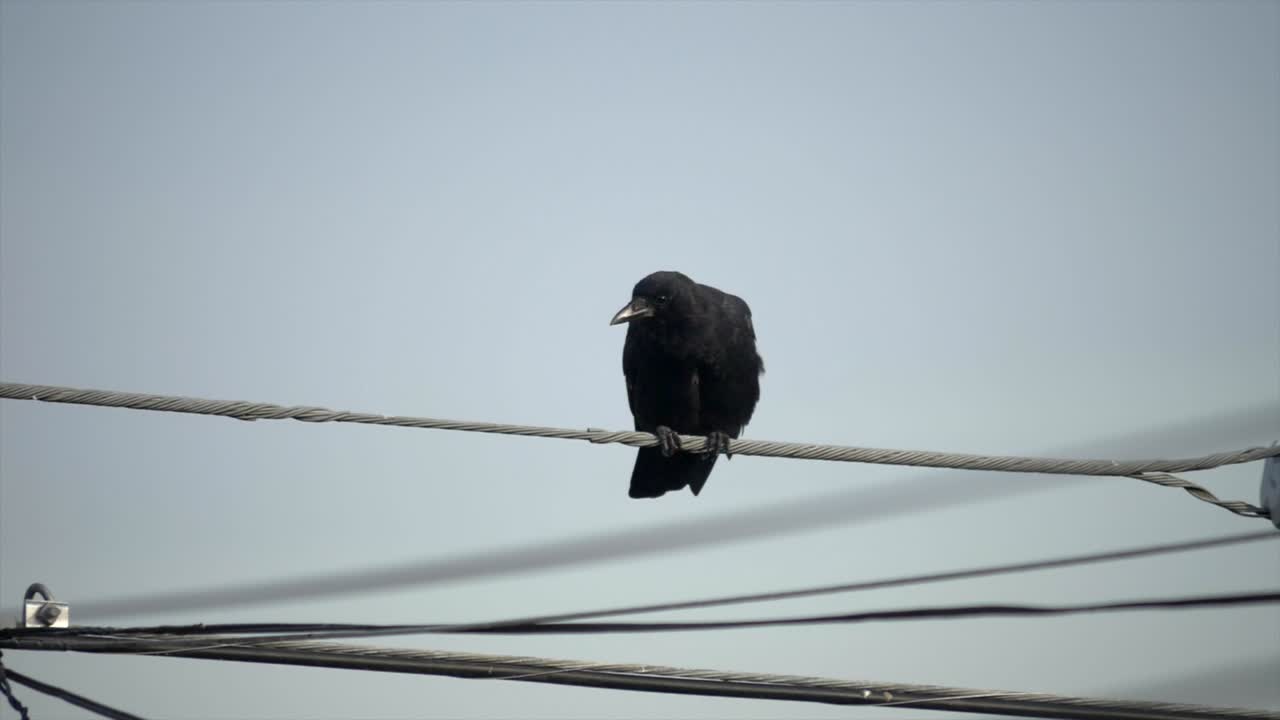 The Black Carrion Crow Sitting On A Cable Wire In Vancouver And Later Excreted Bird Droppings U*nder A Gloomy Weather - Close Up Shot