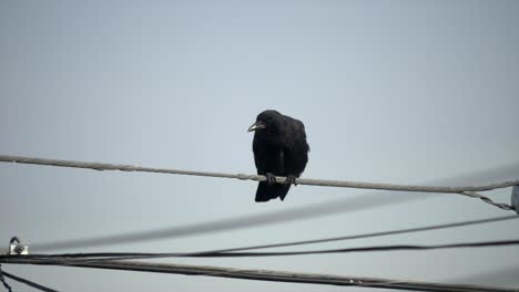 the black carrion crow sitting on a cable wire in vancouver and later excreted bird droppings u*nder a gloomy weather - close up shot