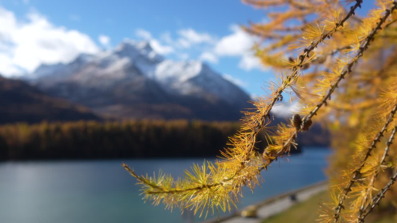 Golden larch branches in focus with alpine lake and snowy mountains blurred in the Engadin valley, Switzerland