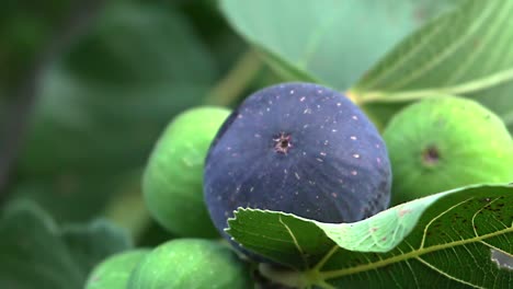 Primer-Plano-De-La-Higuera,-Centrándose-En-Frutas-Y-Hojas