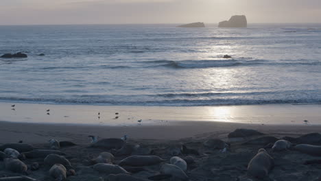 Absteigender-Schuss-Des-Sonnenuntergangs-Zu-Seeelefanten-An-Einem-Strand-Am-Strand-Von-Elephant-Seal-Vista-Point