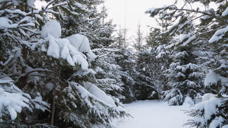 snowy forest path