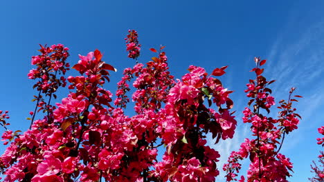 flowering cherry tree branches on blue sky background