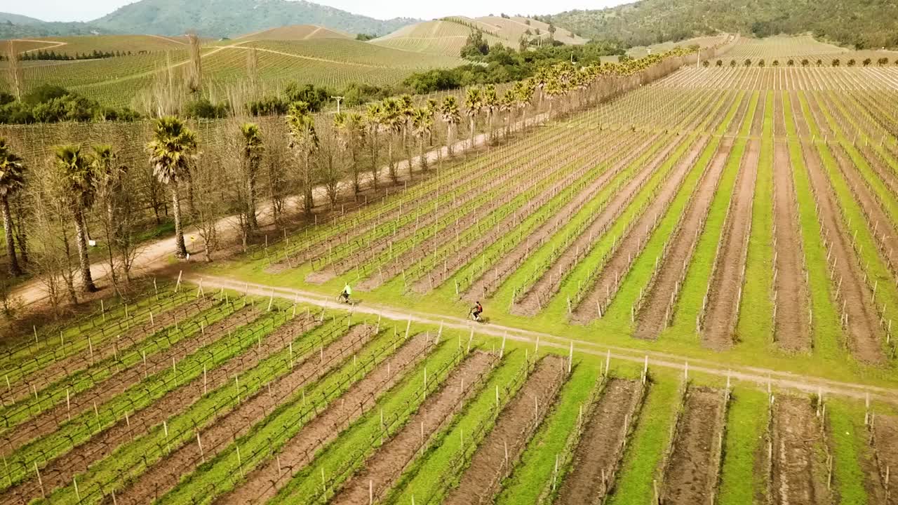 칠레 포도원에서 자전거 타는 사람을 따라가는 드론