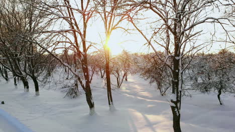 aerial: flying above the car driving through snowy forest at golden winter sunrise. people on winter road trip traveling across snow covered lapland wilderness at sunset. car driving on empty icy road