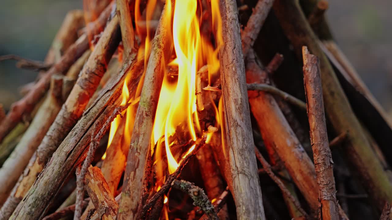 Glowing campfire burns through dry branches at sunset in Latvian peat swamp, 4K