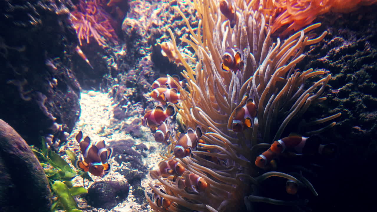 Clownfish swimming near sea anemones in a vibrant coral reef aquarium scene