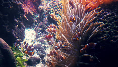 clownfish swimming near sea anemones in a vibrant coral reef aquarium scene
