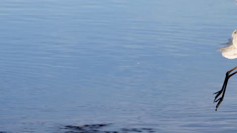 sequenz eines egrets, der in den flug steigt