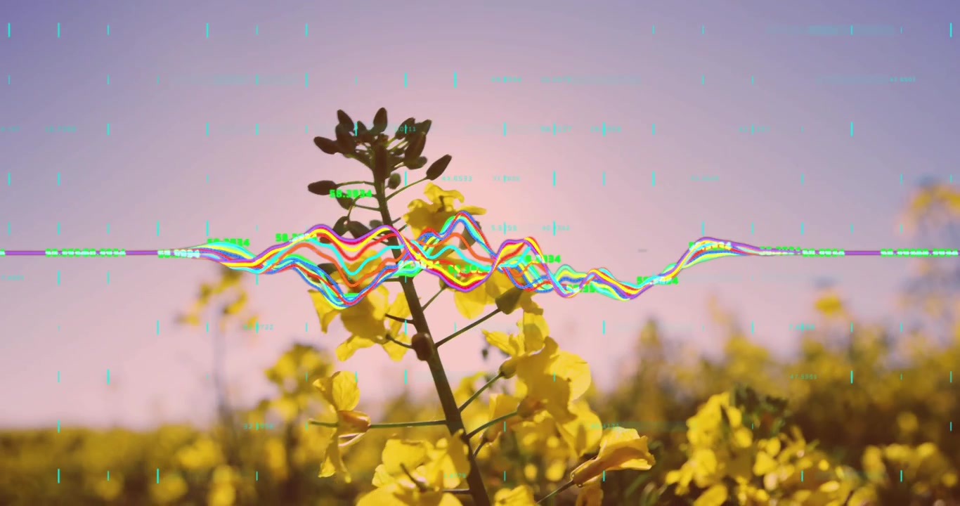 Mit intensiver werdendem Sonnenlicht pulsiert ein Wellenform-Overlay über einer Raps-Pflanze, das Wachstumsdaten visualisiert.