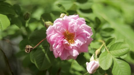Insekt-Schwirrt-Im-Garten-Um-Rosafarbene-Blume-Herum