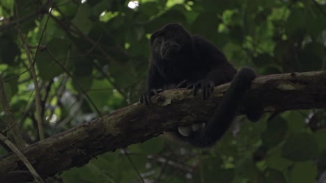 a howler monkey (alouatta) rests quietly on a branch, surrounded by the dim light of costa rica's dense tropical rainforest