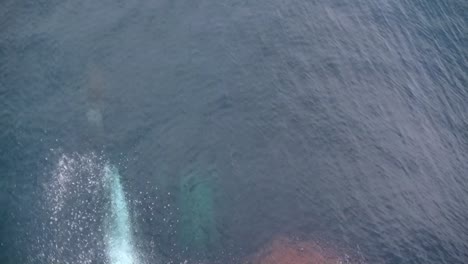 Dolphins-swiming-in-front-of-a-container-vessel