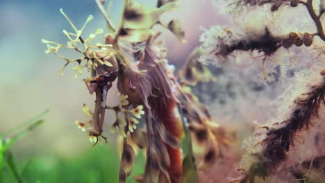 leafy sea dragon with eggs macro close ups 4k slow motion