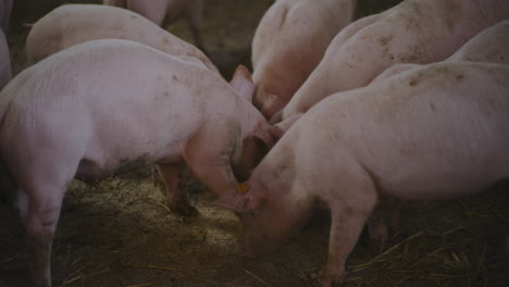pigs eating in a farm
