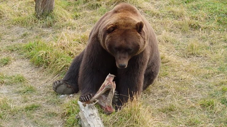 A large Alaska grizzly bear brown bear looks at a bone from a fresh meal