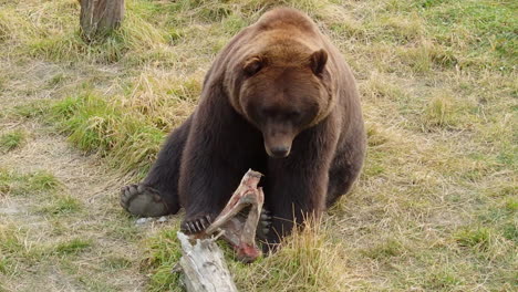 a large alaska grizzly bear brown bear looks at a bone from a fresh meal