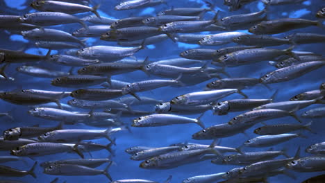 school of pacific sardines swimming sideways