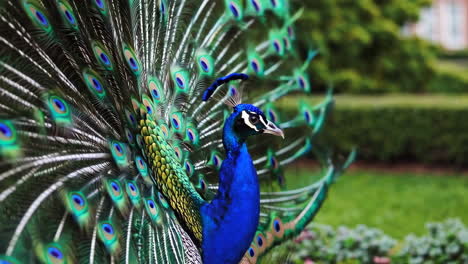 a vibrant peacock displaying its fanned tail feathers in a lush green garden