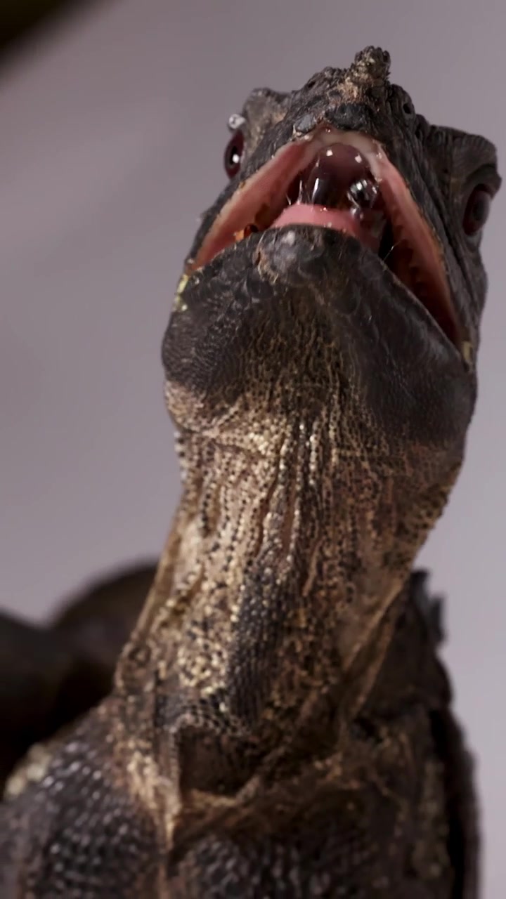 A Hydrosaurus lizard eats an insect from tweezers in a studio with soft lighting