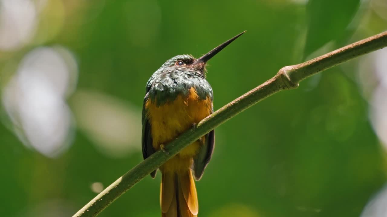 Perched gracefully on a slender branch in the Arenal region near La Fortuna, a jacamar bird glimmers in the dappled light of the rainforest