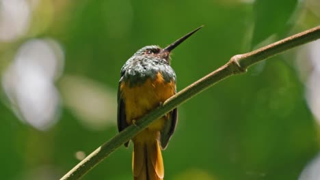 perched gracefully on a slender branch in the arenal region near la fortuna, a jacamar bird glimmers in the dappled light of the rainforest