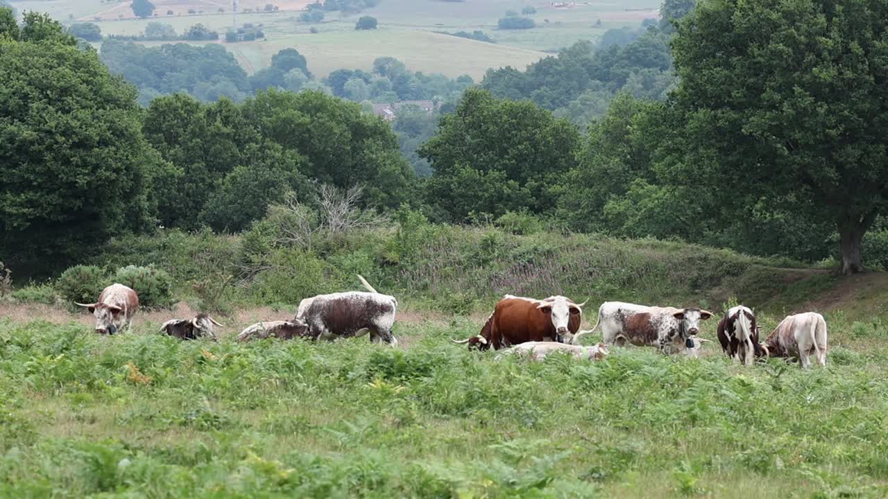 A Herd of Longhorn Cattle at Kinver Edge. Staffordshire. England. UK. Summer. 2025