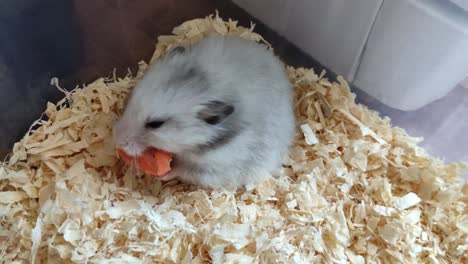 gray syrian hamster eats a carrot and then leaves