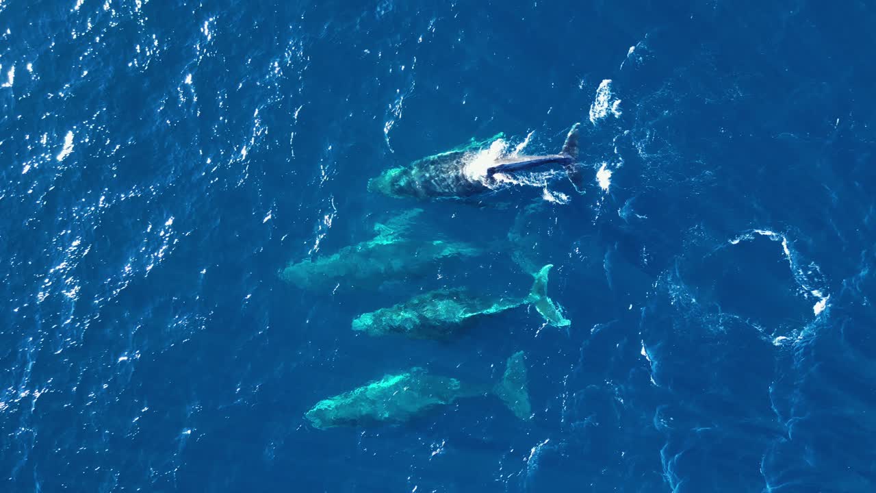 네 마리의 고래가 파란 바다에서 이동하는 동안 바다를 가로질러 여행합니다.
