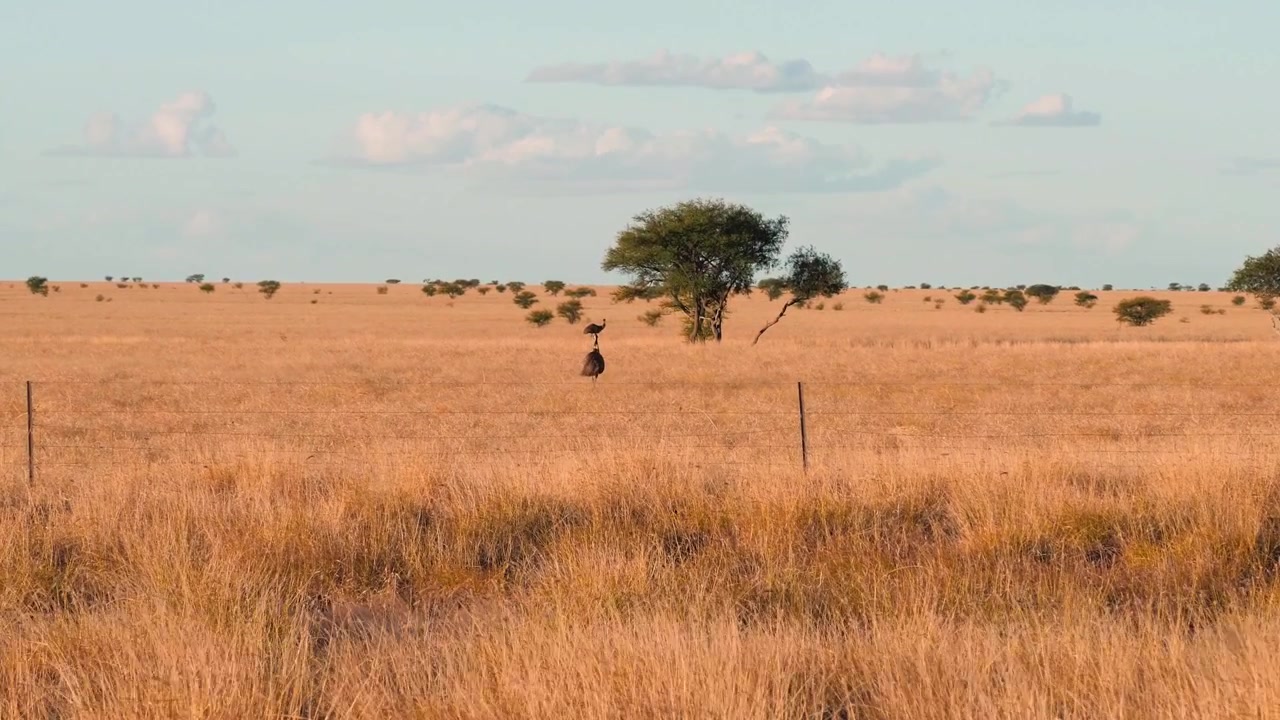 Emu na australijskim odludziu.
