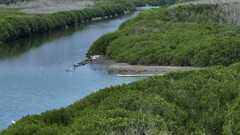 Wildlife-Birds-And-Ducks-On-The-Lakeshore-Of-Laguna-de-las-Garzas-In-Manzanillo,-Colima,-Mexico