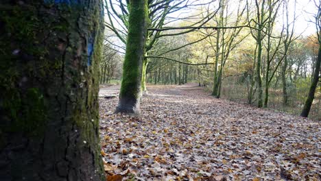 autumn leaves fall foliage woodland covered forest floor in scenic park trail right dolly from behind tree trunk